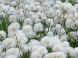 scheuchzers-cottongrass-175410_1920